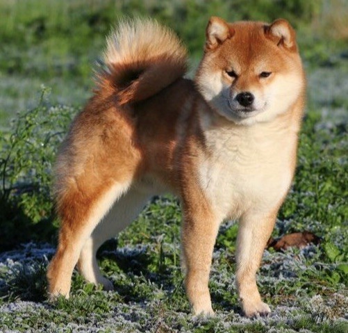 CH. Goku of sunrise inu